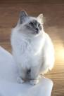 Birman Cat Breed Information, Pictures, Characteristics ...