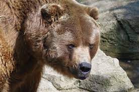 Kodiak Bear Kodiak Bear Grizzly Bear Bear