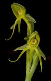 Image result for Habenaria aberrans