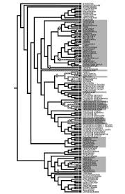 Image result for Anthericopsis sepalosa