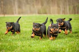 With $850.00 being the average price of a rottweiler puppy from a puppy mill and $1500.00 being the average price for an professional ethical breeder. Rottweiler Puppy Price How Much Does A Rottweiler Dog Cost Pettime