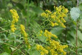 Image result for Gnidia chapmanii