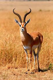 Impala Masaai Mara National Park Kenya Africa Wildlife African Wildlife African Animals