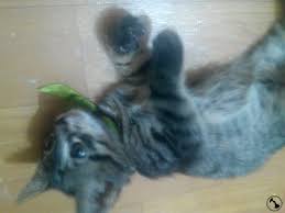 Kedi Ilanlari Dost Patiler Kedi Kopek Dunyasi Kedi Ve Kopekler Icin Her Sey