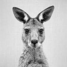 Black And White Animal Prints Framed Pin By Rin 0812 On Fotowand In 2020 Black And White Canvas Black White Art Kangaroo