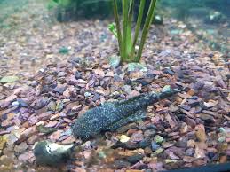 We did not find results for: Does Anyone Know What Those Small White Dots Are On The Pleco Aquarium