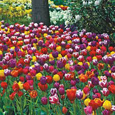 Some types are good for forcing into bloom indoors and most are excellent for use as cut flowers, too. Long Stemmed Tulips Mixture Mixed Dutch Tulips Breck S