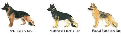 We did not find results for: Ultimate German Shepherd Guide Puppies Behavior Study Raising Training Gsd Dog 2017