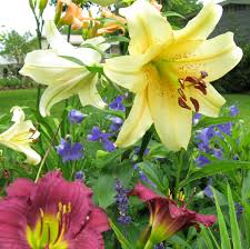 We use an extensive network of local mckinney florists and. Beautiful Blooms In Gayle S Garden In South Carolina Finegardening