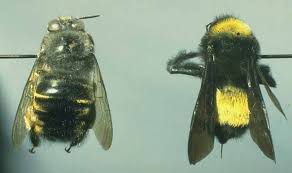 Carpenter Bee On Left Bumble Bee On Right There Are Many Morphs Of Each But These Are Good Examples Notice The Non Barbed Stinger Of The Bumble Bee On The R