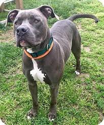 Maybe you would like to learn more about one of these? Westampton Nj American Staffordshire Terrier Mix Meet Smokey D 68240 A Dog For Adoption Dog Adoption Staffordshire Terrier Mix Kitten Adoption