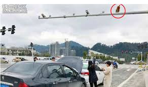 Dia brek kereta mengejut menyebabkan. Disangka Lampu Isyarat Merah Punggung Monyet Jadi Punca Kemalangan Kaki Kecoh