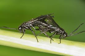 Sawfly eggs are usually laid in, and larvae dedicated to, a particular host plant. Solomons Seal Sawfly Naturespot