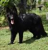Red Black German Shepherd Long Hair