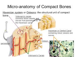 Image result for nerves and blood vessels inside the periosteum
