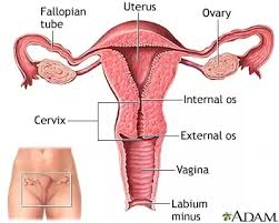 During early pregnancy, your cervix changes dramatically. Does A Woman Get Pregnant When Sperm Is Dropped On Top Of The Vagina But Not Inside The Cervix Quora