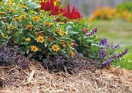 Weather forecast in mobile app. Summer Flowers That Can Take The Heat Garden Gate