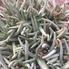 Image result for Hereroa