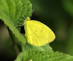 Image result for Pycreus nitidus