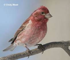Nh State Bird The Purple Finch State Birds Love Birds Avian