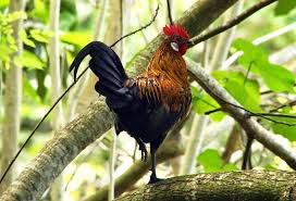 Ayam Hutan Jenis Habitat Sebaran Harga