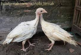 Ayam Kalkun Royal Palm Umur 25 Bulan Sepasang Siap Kirim Ke Bandung Ayamkalkun Kalkun Royal Palm Ayamhias Jogja Kalkun Golden Palm Ayam Animals Photo Bird