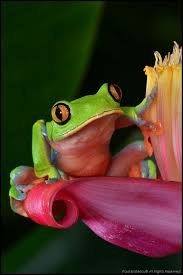 Black And Yellow Tree Frog Yellow Eyed Tree Frog Agalychnis Annae Costa Rica Tree Frogs Red Eyed Tree Frog Cute Frogs