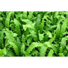 Image result for Asplenium barteri