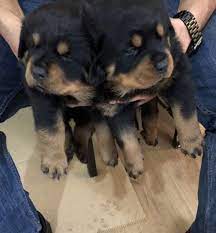Favorite this post jul 3 puppies. Rottweiler Puppies For Teacup Puppies For Sale Near Me Facebook