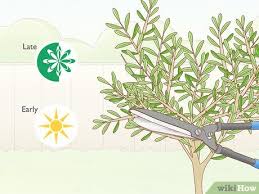 Comment Tailler Un Olivier 14 Etapes Avec Images