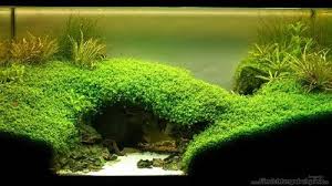 Under The Bridge By Microsash Great Way To Incorporate A Hiding Spot For Cave Dwellers Cockatoo Cichlid Aquarium Landscape Aquascape Fresh Water Fish Tank