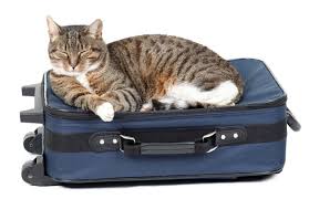 Bawa kucing naik kereta api. 8 Tips Penting Sebelum Ajak Hewan Peliharaan Travelling