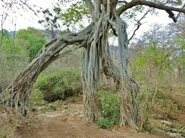 Image result for Ficus sansibarica