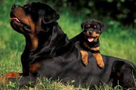 Call or text 412 6282622… german rottweiler puppies for sale… we have the reputation of breeding rottweilers that have a long life expectancy. Miniature Rottweiler Puppies Picture Dog Breeders Guide