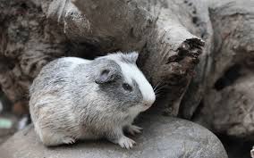 Can I Leave My Guinea Pig Alone For One Week
