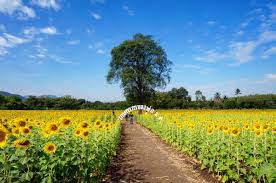 Bunga tumbuhan ini sangat khas: Vitdaily On Twitter Cantik Betul Bila Bunga Matahari Tengah Mekar Lokasi Sunflower Field Lopburi Thailand Naktravel