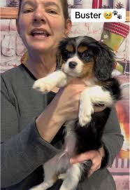 Buster: Adorable Cavalier King Charles Spaniel Available