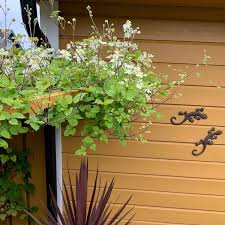 Check spelling or type a new query. Clematis Paul Farges Syn Clematis X Fargesioides Clematis Summer Snow Clematis Paul Farges Uploaded By Emve