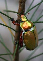Christmas Beetle Insectes Bijoux Araignee Et Entomologie