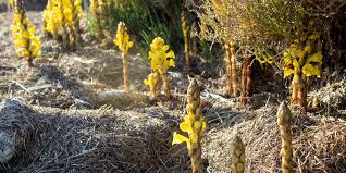 Image result for Cistanche tinctoria