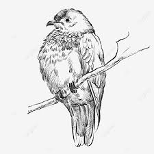 Burung nuri kepala hitam adalah jenis burung paruh bengkok yang ciri khasnya memang lain dengan burung nuri yang lainnya. Lukisan Burung Hitam Putih Cikimm Com