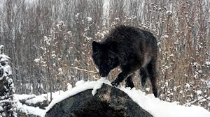 Wolf wallpapers angry background laptop backgrounds quality schwarzer themes wallpapersafari wallpaperaccess vektorgrafik. Black Wolf Ice Background Full Hd Wallpaper Download 2021 Background Hd Cbeditz Com