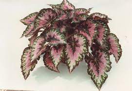 Pin On Mother S Day Gift Plants