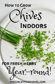 How To Grow Your Chives Indoors Chives Plant Growing Chives Plant Care