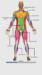 Try Muscular Anatomy Game That Is One Of The Most Important Parts Of The Human Anatomy Game Application Choos Muscle Anatomy Muscular System Anatomy Anatomy