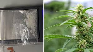 579 likes · 4 talking about this. Drug Dealers Lacing Marijuana With Ice The Courier Mail