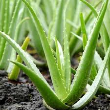 L'aloe vera è una pianta africana di origini molto antiche che sembrano risalire al tempo degli egizi. Come Coltivare In Casa L Aloe Vera