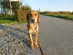 Suzuka morita is a japanese actress and voice actress. Morita Streunergluck E V