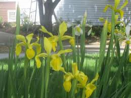 Maybe you would like to learn more about one of these? Flowers Shadelands Ranch Museum Iganacio Valley Road Walnut Creek Ca Picture Of Shadelands Ranch Museum Walnut Creek Tripadvisor