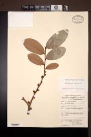 Image result for Hexalobus